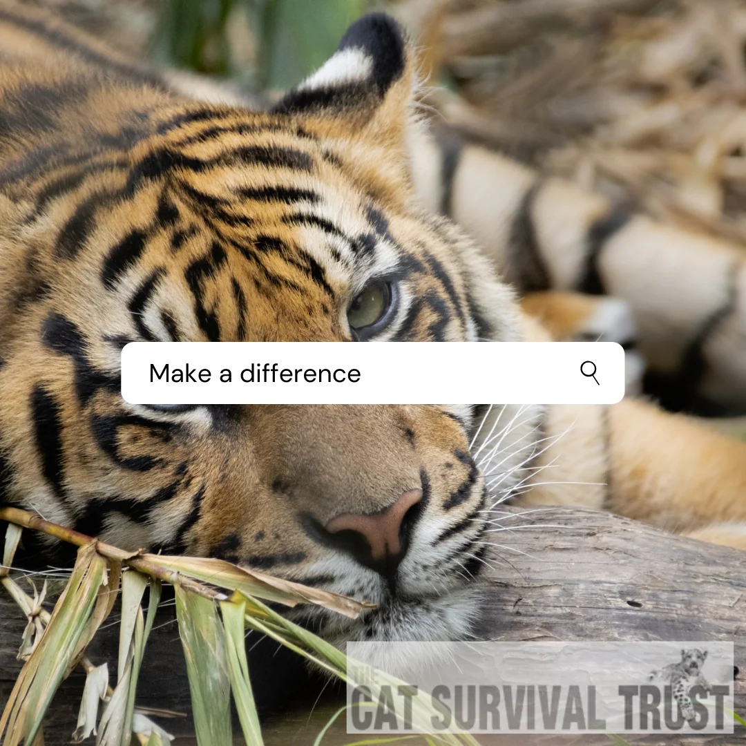 Cat Survival Trust case study