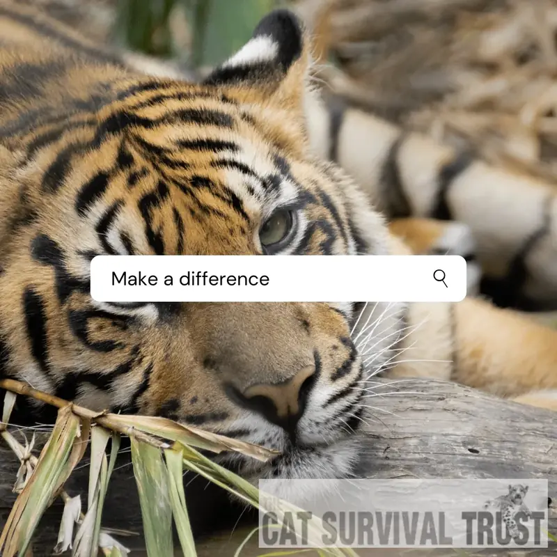 Cat Survival Trust - Charity Software
